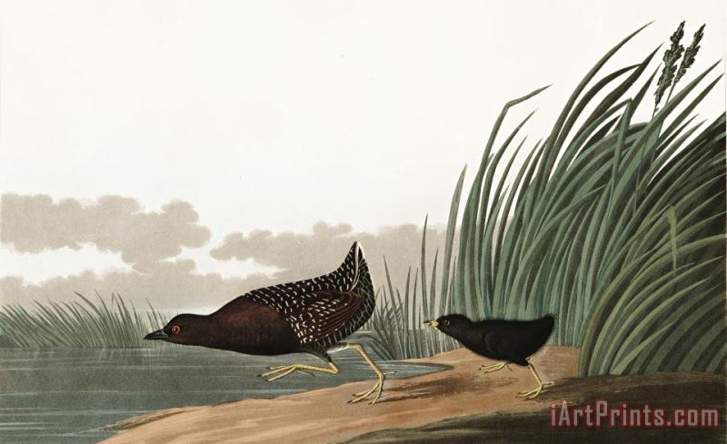 John James Audubon Least Water Hen Art Painting