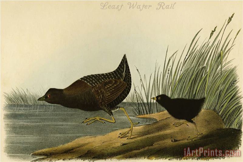 Least Water Rail painting - John James Audubon Least Water Rail Art Print