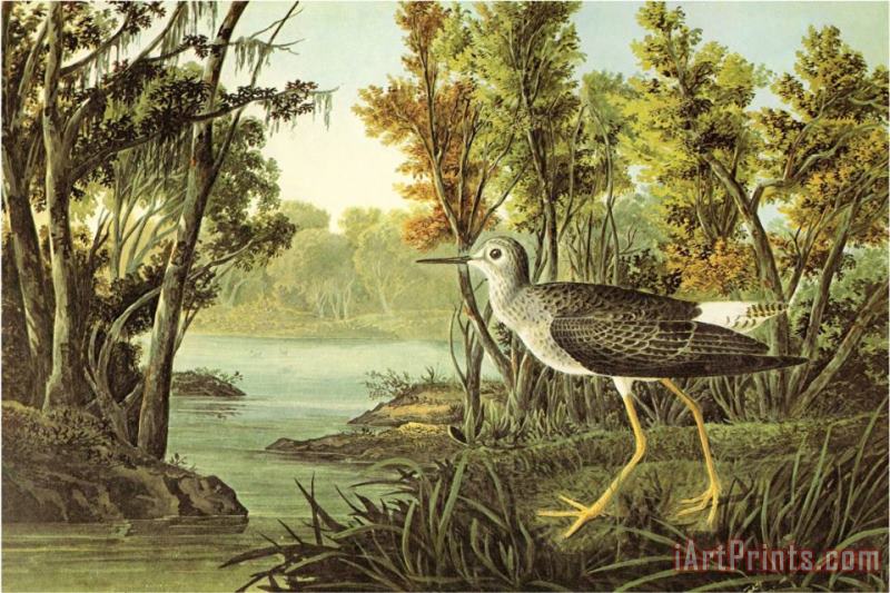 John James Audubon Lesser Yellow Legs Art Painting