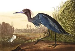 John James Audubon Little Blue Heron
