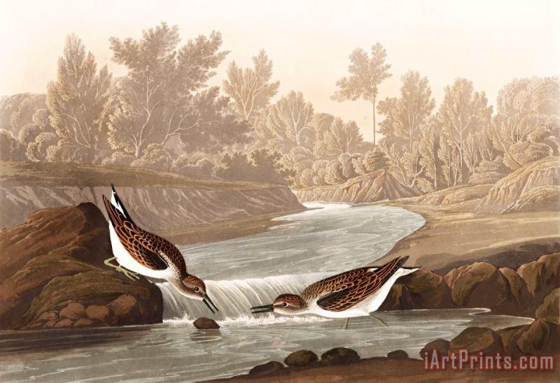 John James Audubon Little Sandpiper Art Print
