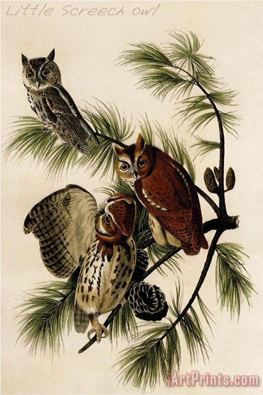 John James Audubon Little Screech Owl Art Painting