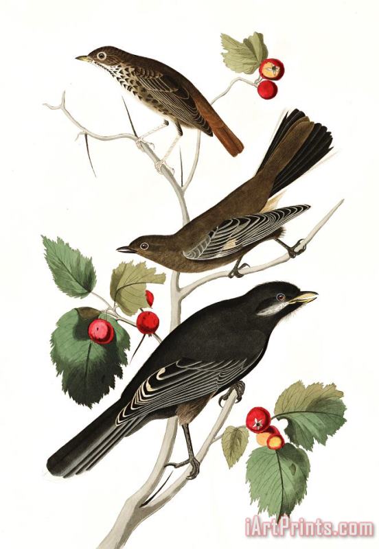 John James Audubon Little Tawny Thrush, Ptiliogony's Townsendi, Canada Jay Art Print