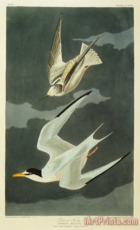 Little Tern painting - John James Audubon Little Tern Art Print