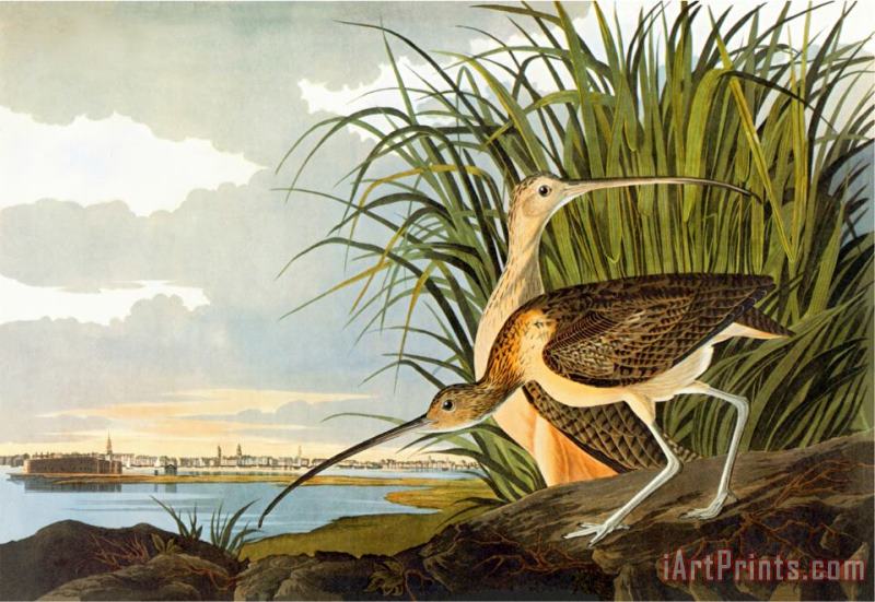 John James Audubon Long Billed Curlew Art Painting