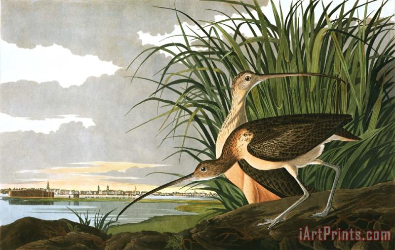 John James Audubon Long Billed Curlew Art Painting