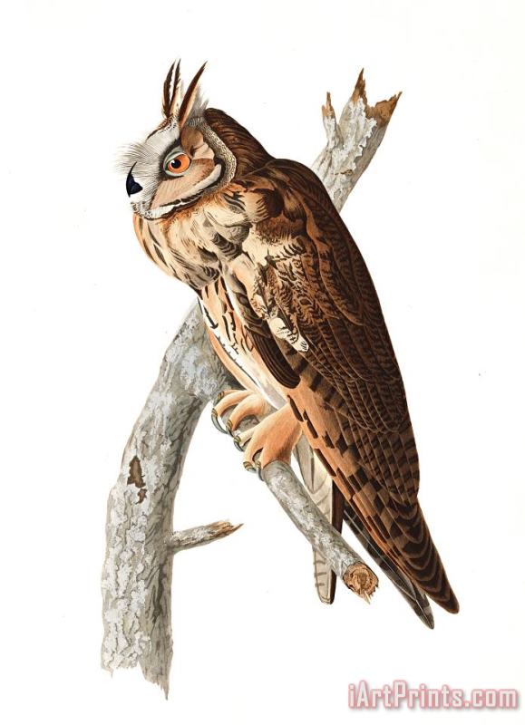 John James Audubon Long Eared Owl Art Painting
