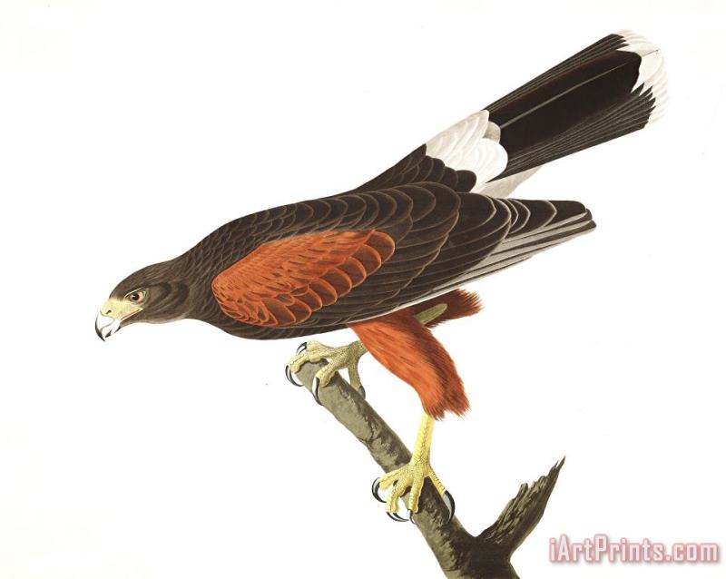 John James Audubon Louisiana Hawk Art Painting