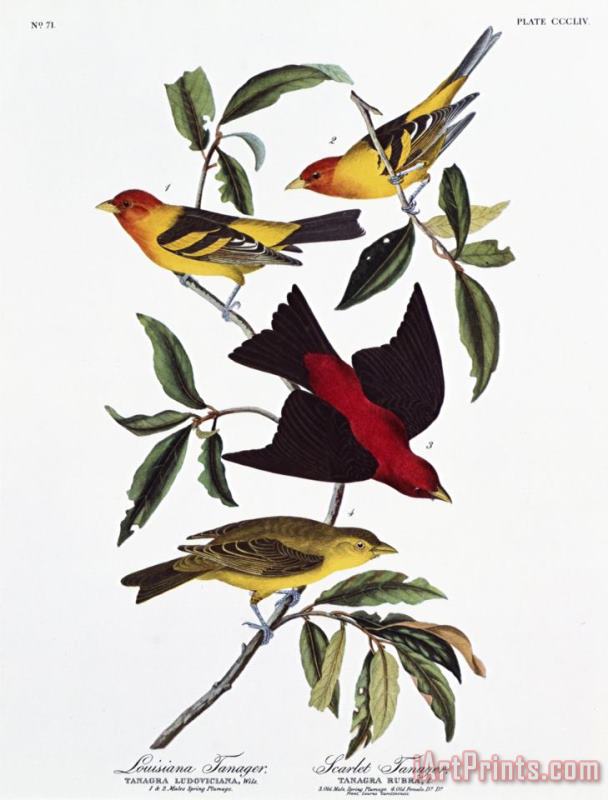 John James Audubon Louisiana Tanager And Scarlet Tanager Art Painting