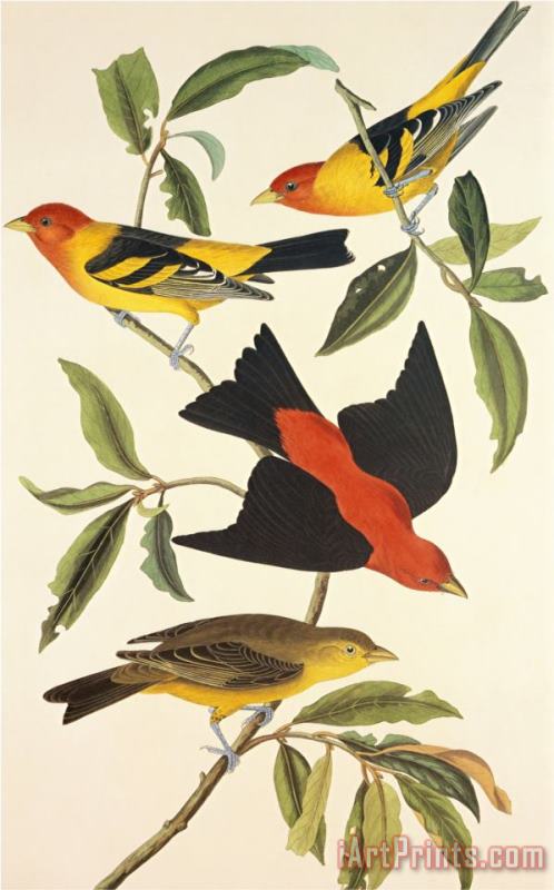 John James Audubon Louisiana Tanager Scarlet Tanager Art Painting