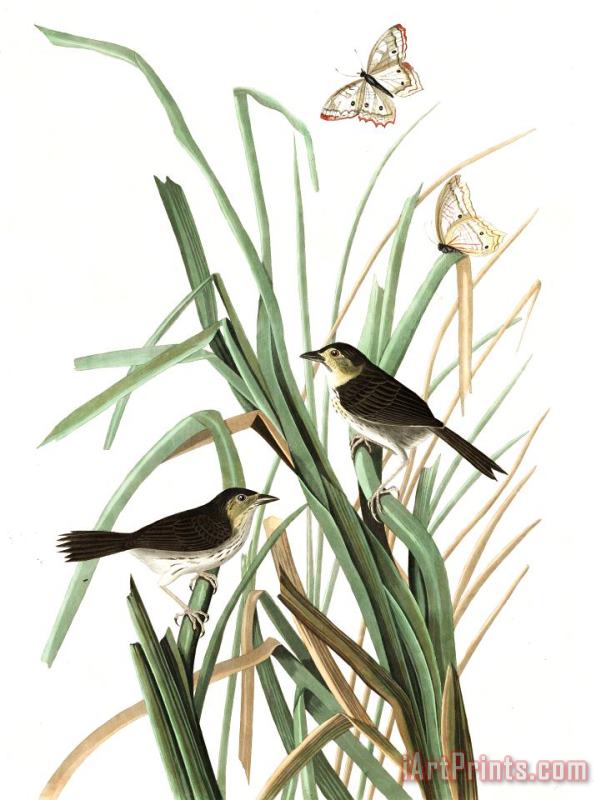 John James Audubon Macgillivray's Finch Art Painting