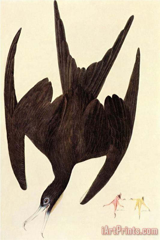 Magnificent Frigate Bird painting - John James Audubon Magnificent Frigate Bird Art Print