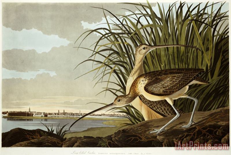 Male And Female Long Billed Curlew Numenius Americanus with The City of Charleston Behind painting - John James Audubon Male And Female Long Billed Curlew Numenius Americanus with The City of Charleston Behind Art Print