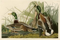John James Audubon Mallard Duck