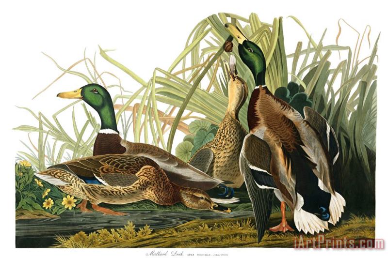 John James Audubon Mallard Duck Art Print