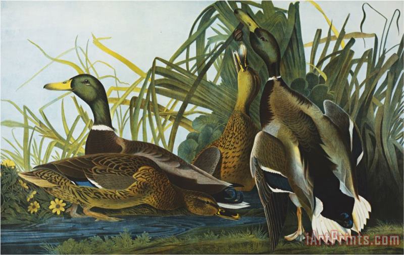 John James Audubon Mallard Duck From The Birds of America Art Print