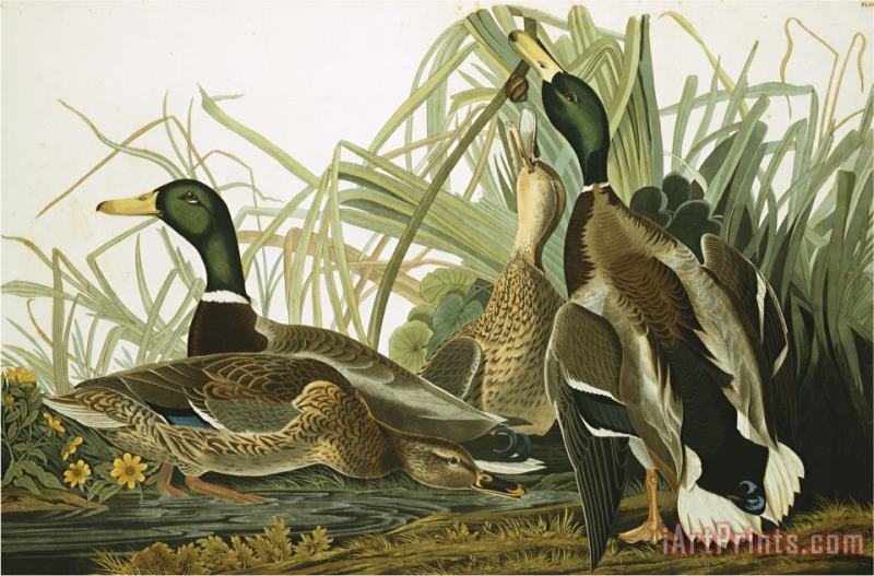 John James Audubon Mallard Duck Plate Ccxxi Aquatint with Engraving And Hand Colouring on J Whatman 1831 Art Painting
