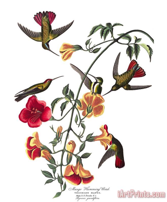 Mango Humming Bird painting - John James Audubon Mango Humming Bird Art Print