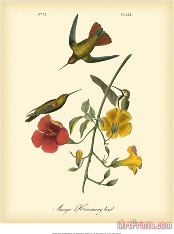 Mango Hummingbird painting - John James Audubon Mango Hummingbird Art Print