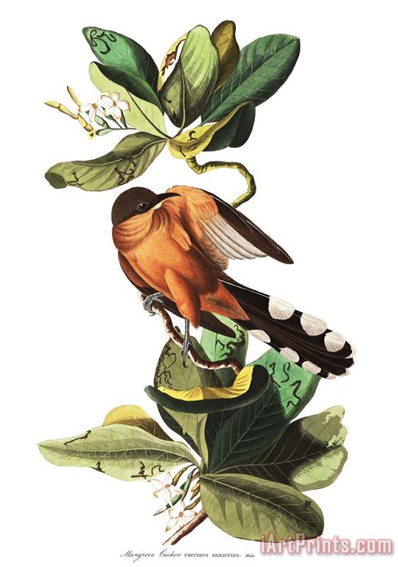 John James Audubon Mangrove Cuckoo Art Painting