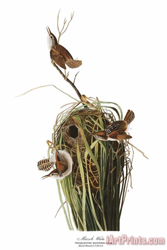 John James Audubon Marsh Wren Art Painting