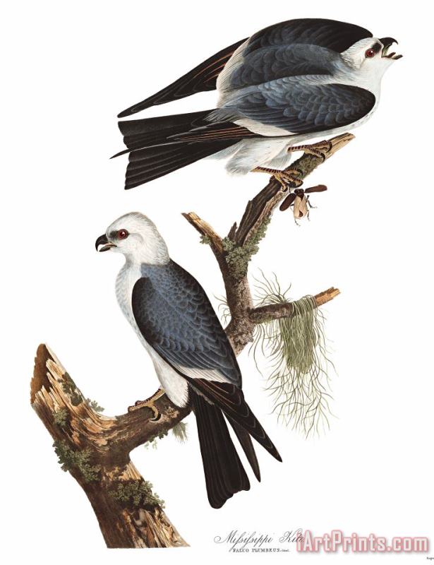 John James Audubon Mississippi Kite Art Print
