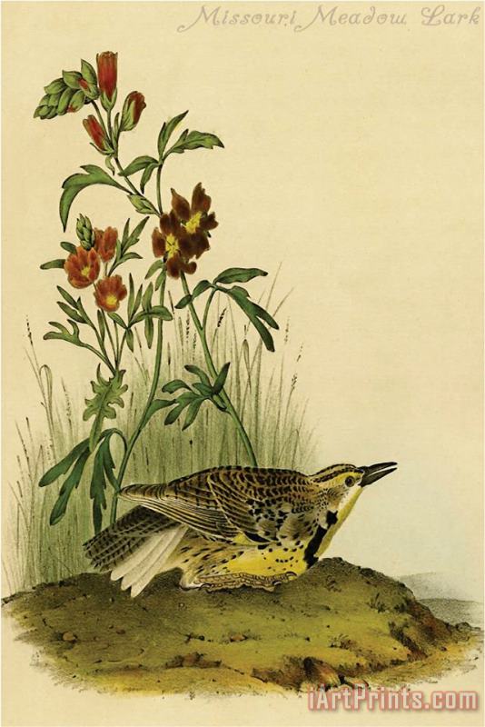 John James Audubon Missouri Meadow Lark Art Painting