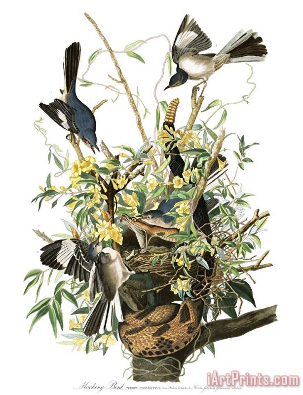 John James Audubon Mocking Bird Art Painting