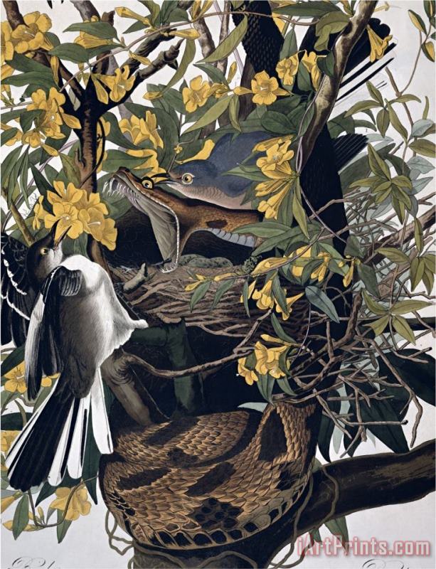 John James Audubon Mocking Birds And Rattlesnake From Birds of America Engraved by Robert Havell Art Print