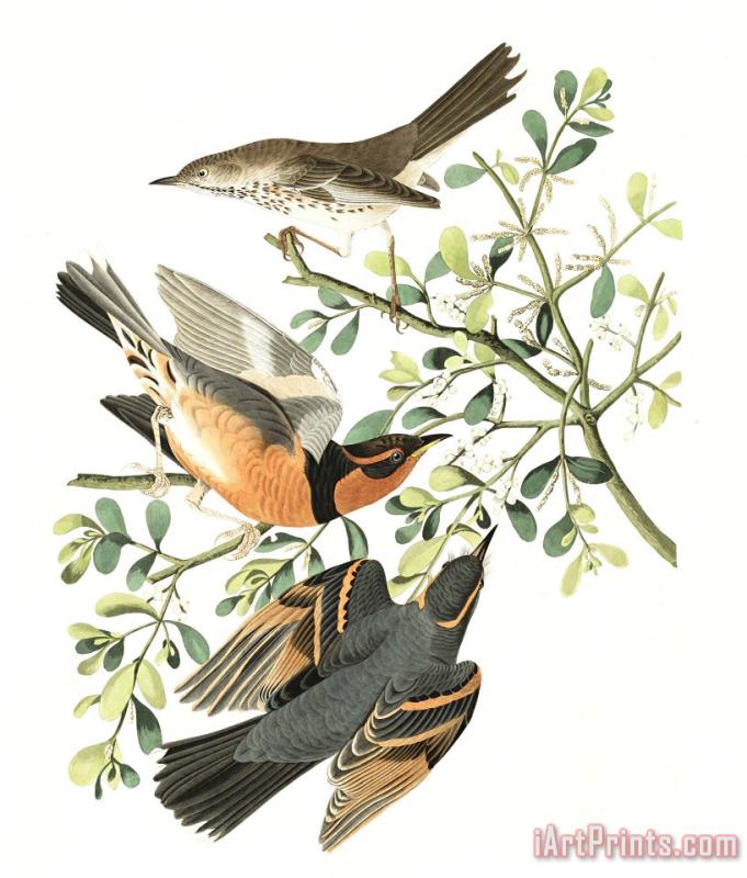 John James Audubon Mountain Mocking Bird, Or Varied Thrush Art Painting