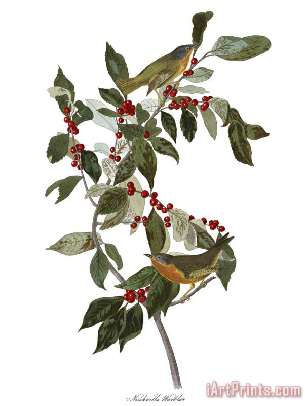 John James Audubon Nashville Warbler Art Print