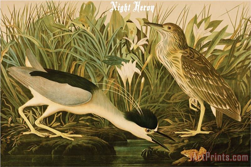 Night Heron painting - John James Audubon Night Heron Art Print