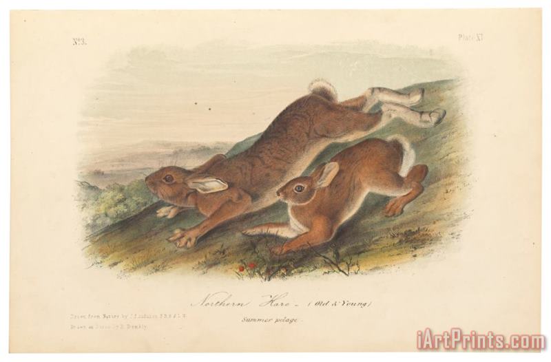 Northern Hare painting - John James Audubon Northern Hare Art Print