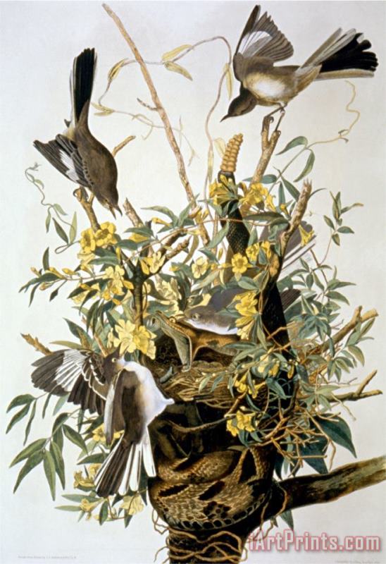John James Audubon Northern Mockingbird Art Painting