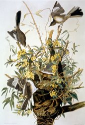 John James Audubon Northern Mockingbird