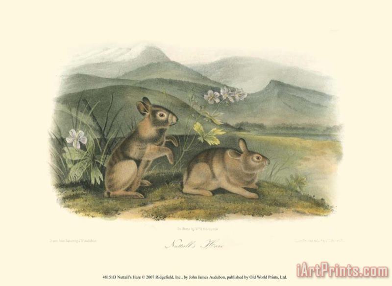 John James Audubon Nuttall's Hare Art Painting
