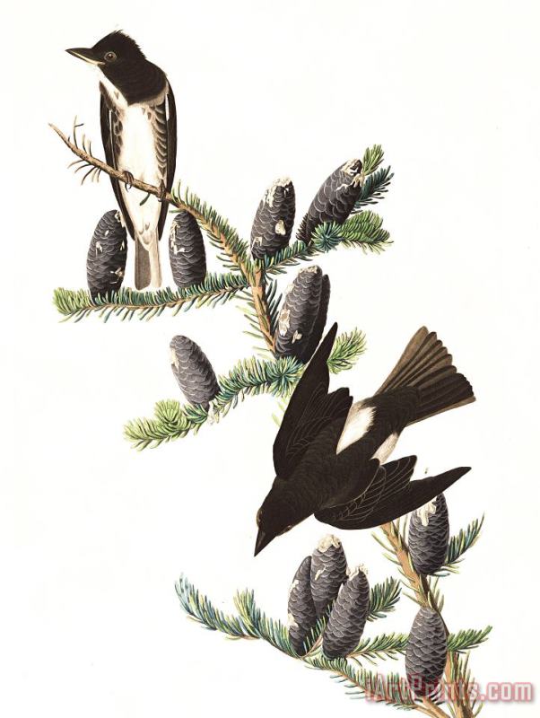 John James Audubon Olive Sided Flycatcher Art Painting