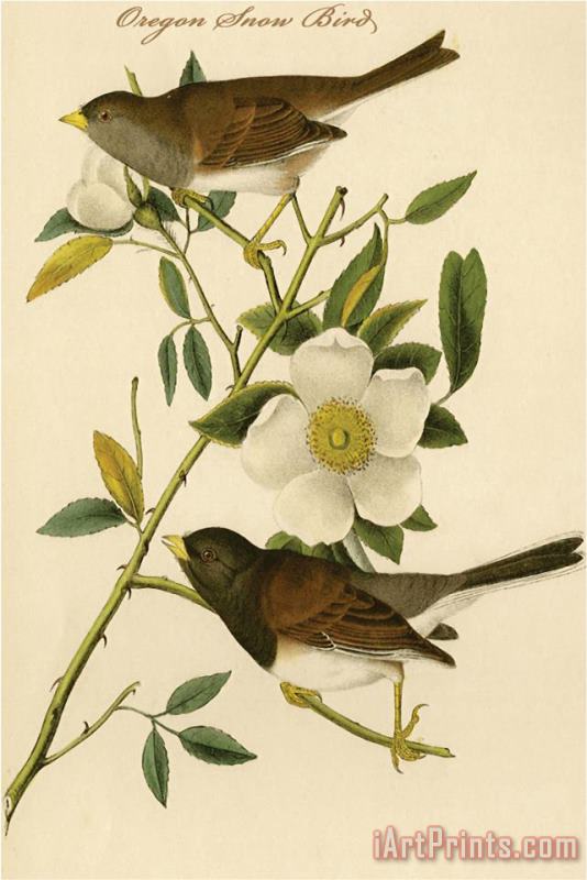 Oregon Snow Bird painting - John James Audubon Oregon Snow Bird Art Print