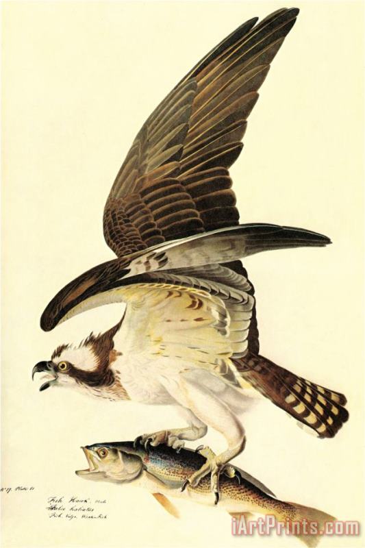 Osprey painting - John James Audubon Osprey Art Print