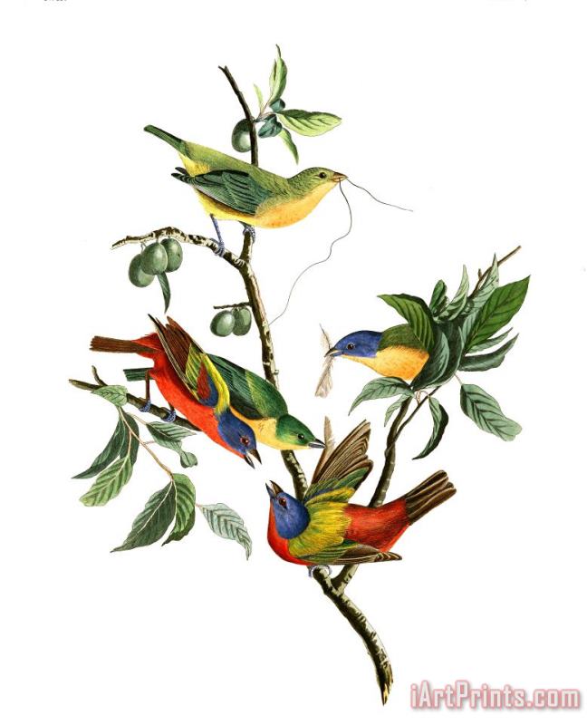 John James Audubon Painted Finch Art Painting