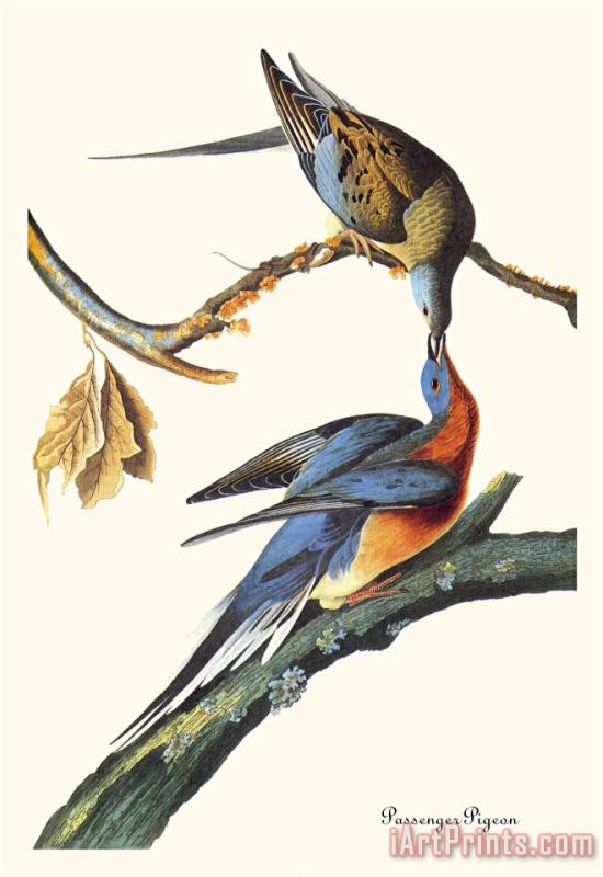 Passenger Pigeon painting - John James Audubon Passenger Pigeon Art Print