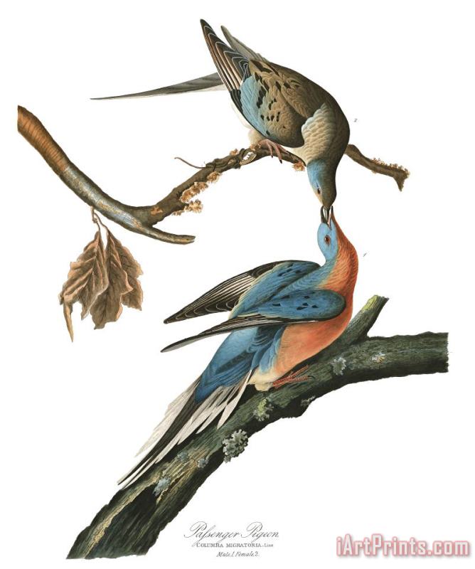 John James Audubon Passenger Pigeon Art Painting