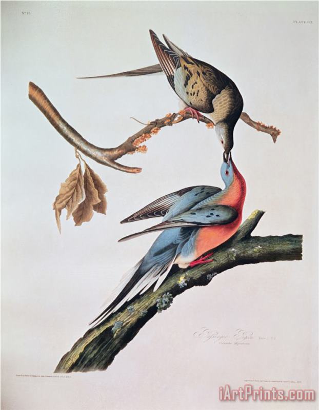 John James Audubon Passenger Pigeon From Birds of America Art Painting