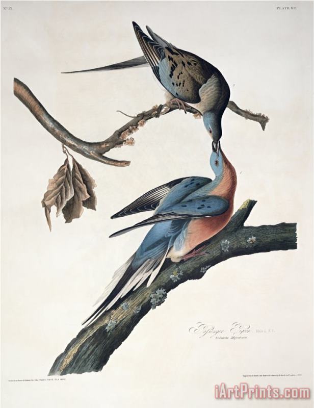 John James Audubon Passenger Pigeon From Birds of America Engraved by Robert Havell Art Painting