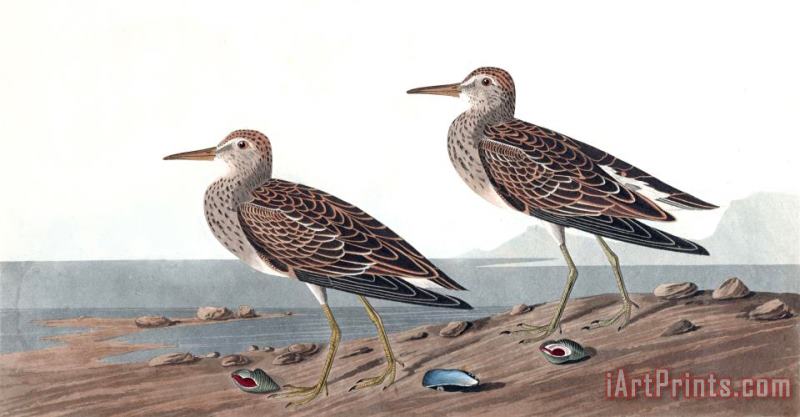 Pectoral Sandpiper painting - John James Audubon Pectoral Sandpiper Art Print