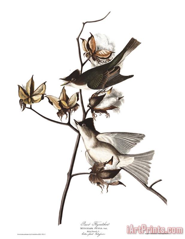 Pewit Flycatcher painting - John James Audubon Pewit Flycatcher Art Print