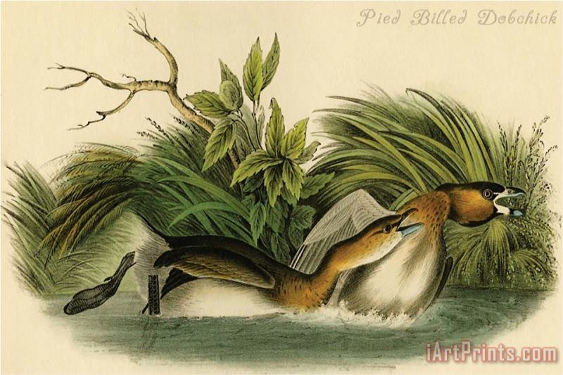 Pied Billed Dobchick painting - John James Audubon Pied Billed Dobchick Art Print