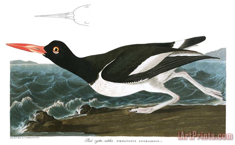 John James Audubon Pied Oyster Catcher Art Print