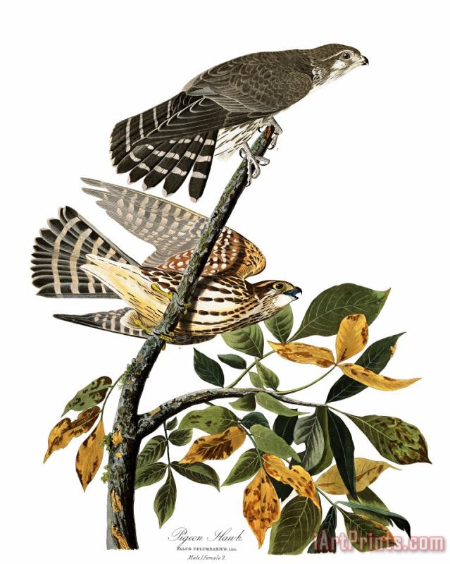 John James Audubon Pigeon Hawk Art Print