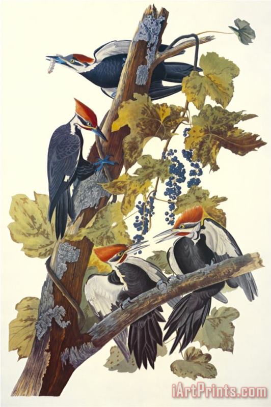 John James Audubon Pileated Woodpecker Art Painting